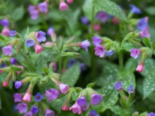 Lungwort plants are cultivated mostly for their unusual leaves, which are green with random white spots and seem to have been sprayed with bleach. The leaves are often covered with a rough, hairy fuzz.