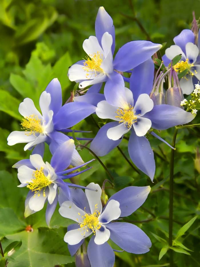 Columbine looks great in beds and borders because of its clumping habit and wide range of colors. Columbine is a perfect filler plant between the early-spring flower bonanza and the main garden season since it blooms in the middle of the season.