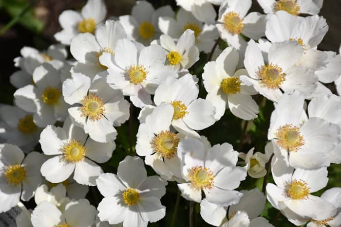 From mid spring to early summer, Windflower produces masses of pretty white daisy flowers with yellow eyes at the ends of the branches, which look best when planted in groups. The fruit isn't particularly attractive.