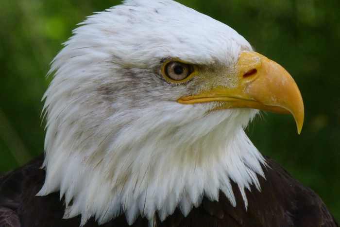 A particularly charming moment in the text was when Pringle recounted that, in Roosevelt's boyhood, he liked to refer to creatures by their Latin name - in this case, an American bald eagle, or Haliaeetus leucocephalus.