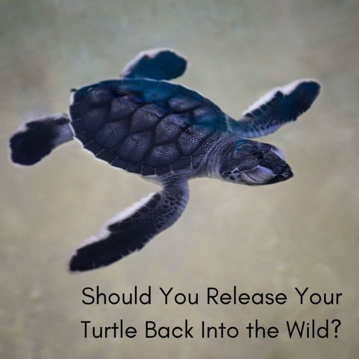 The Controversy of Releasing a Turtle Back Into the Wild - PetHelpful