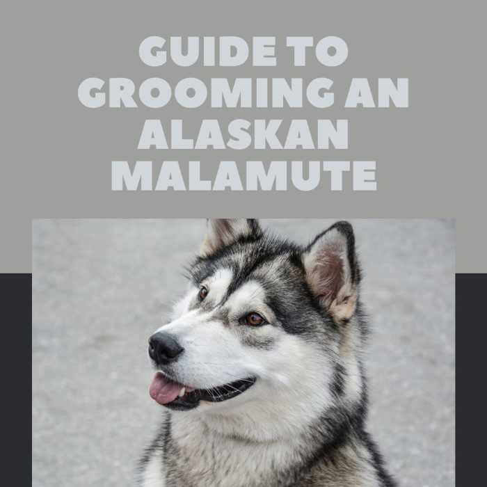 How to Groom an Alaskan Malamute PetHelpful