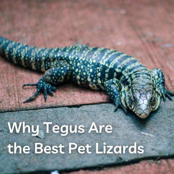Why the Tegu Is the Best Pet Lizard PetHelpful