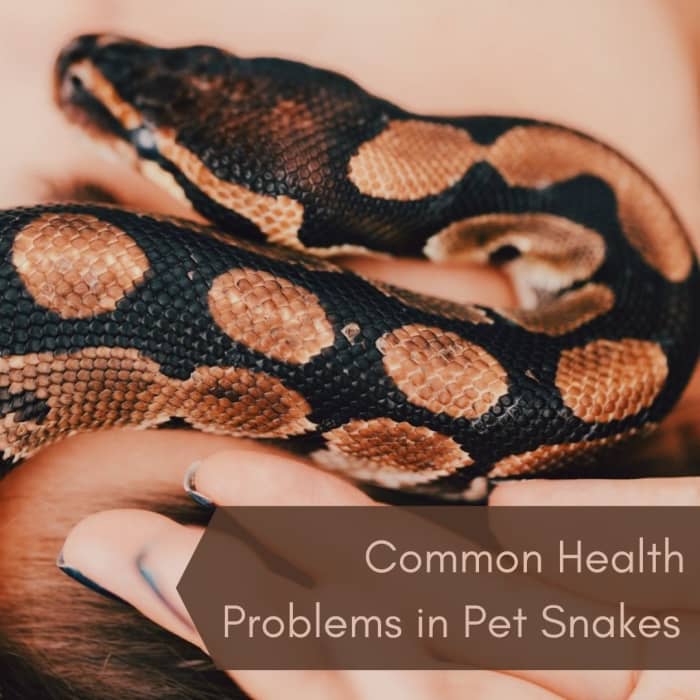 Pet snakes are also usually pretty robust and healthy, but like all animals, they are subject to several common health conditions.