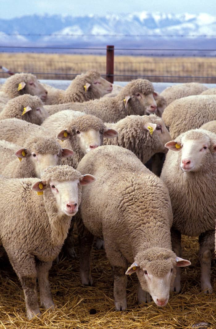 The first job that I did in the farm was to look after a small flock of sheep and couple of goats. we had to take the flock of sheep in the fields, so, they would eat whatever there was in the field. After harvest they could craze in the wheat field.