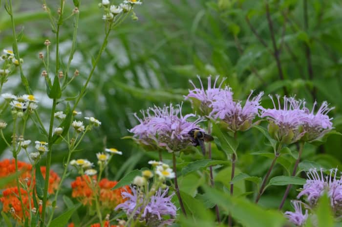There are so many wonderful herbs like Bergamot, monarda, Chamomile, bee balm that we can grow in our gardens. These kinds of gardens are some of my first exposure to essential oils found in nature. I love them so much.
