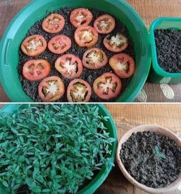 How to Grow Vegetables at Home Without Buying Their Seeds - Dengarden