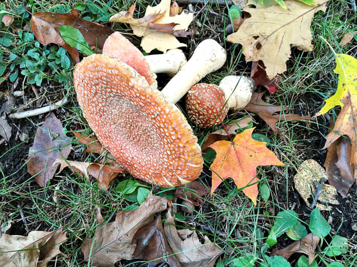The colour and texture of Amanita mushrooms may be appealing to children, but the mushrooms are poisonous.