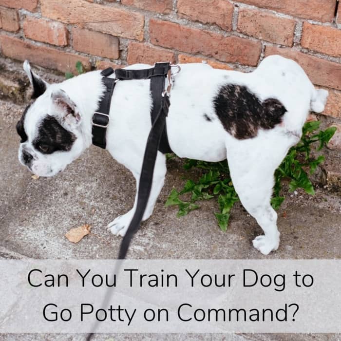 By putting the action of going potty on cue, you will help your dog generalize, upping the chances for going in areas that do not look much familiar.