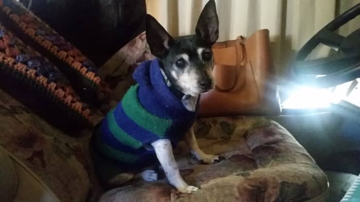 A comfy sweater, like the one Hank is wearing here, can be good to have if you're visiting cooler places on your road trip with your dog.