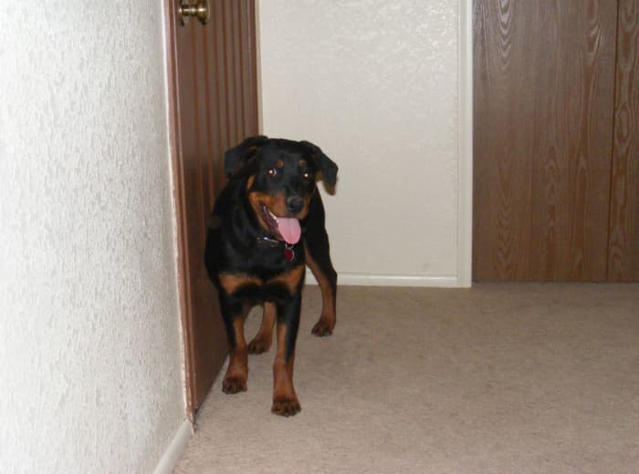 At around 5 months, your puppy should be able to hold it overnight and give you signs of wanting to go outside to potty
