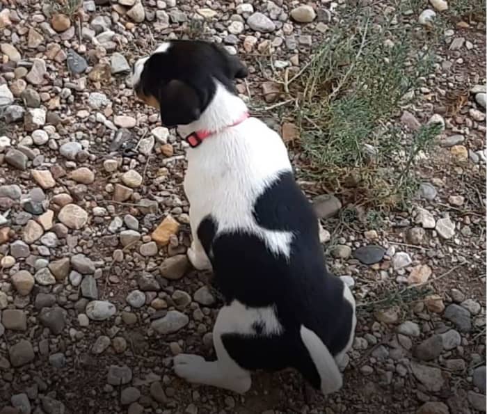 Expect young puppies to need outside trips to pee in the night and early morning