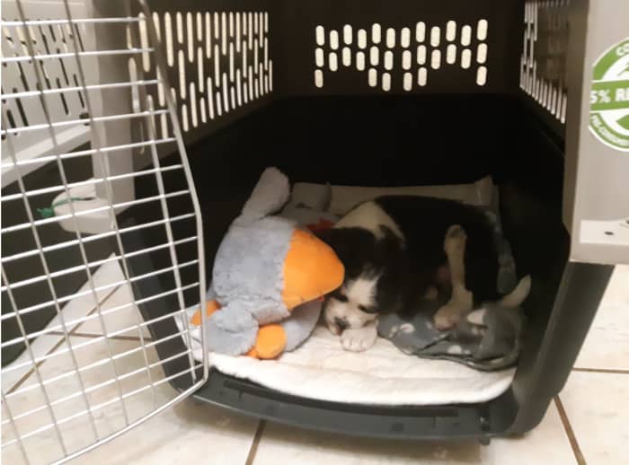 Sensitive puppies can develop stress diarrhea when they travel, are boarded or move to a new place.