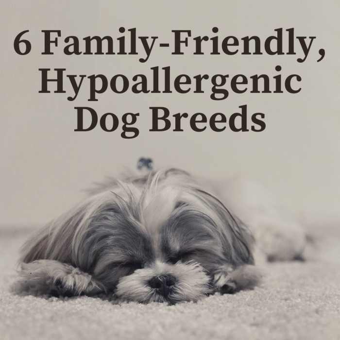Six Hypoallergenic Dog Breeds That Are Great With Kids PetHelpful