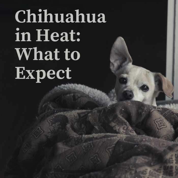 The Chihuahua Heat Cycle Breeding Considerations and Risks PetHelpful