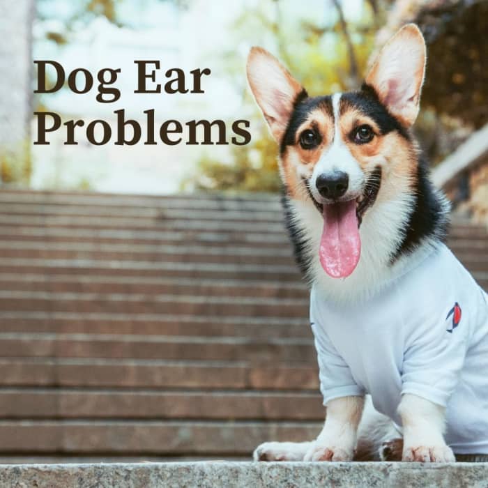 common-dog-ear-problems-pethelpful