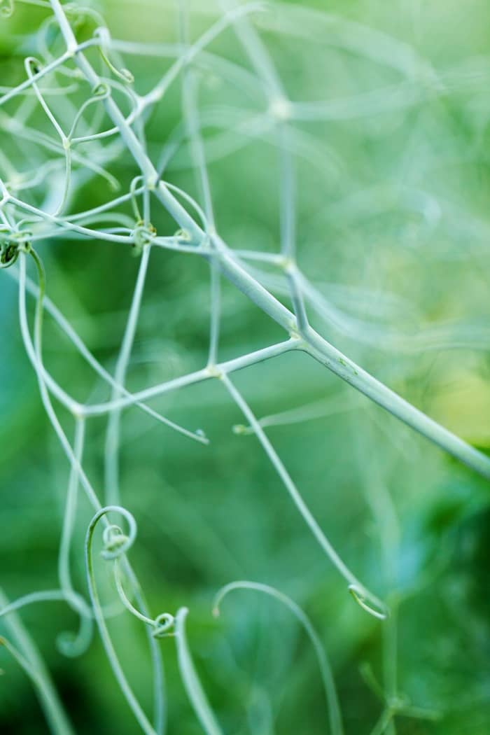 Pea tendrils grab onto anything they come into contact with, including each other, as long as it's 1" or less in circumference. They will not grab onto a 2" stake, for example.