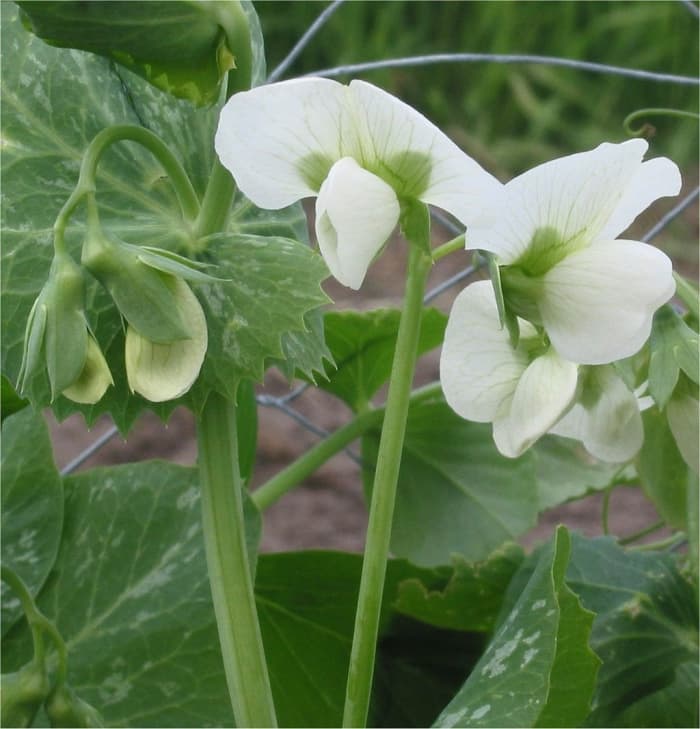 Peas start producing pods that ripen quickly soon after they bloom. The flowers of most varieties are white, but some can be pink, red, or even purple and white.