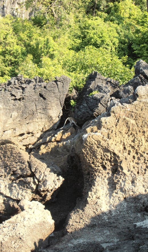 Small monkey, big rock. There is plenty of cover here with trees for sleeping. Dogs patrol the beaches in Hat Chao Mai and the big rocky outcrop is a refuge.