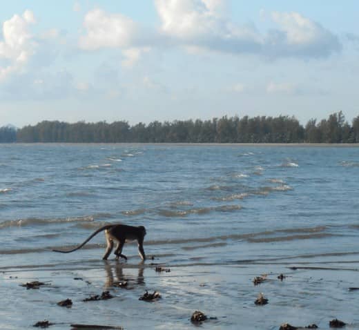 Paddling with the mainland in the background. Macaques are good swimmers and are not afraid of water.