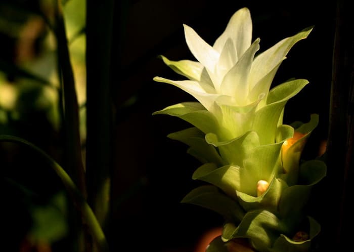 This is what the beautiful turmeric flower looks like. The actual turmeric rhizome is located underground in the soil like a root.