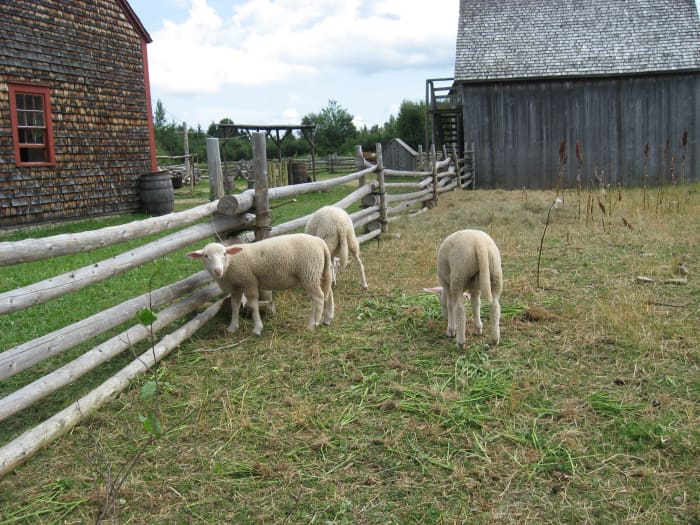 Sheep photographed at a New Brunswick historic village. This is what the Allain family might have had.