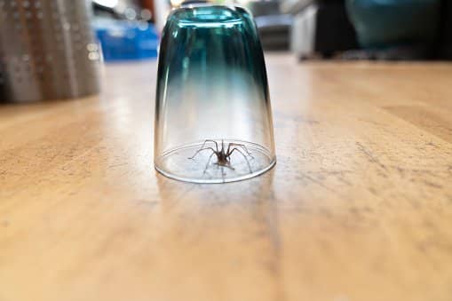 Spiders may be creepy and gross, but they are sent by nature to clear out more destructive pests.