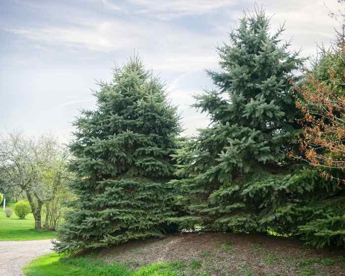 4 Most Common Spruce Trees of Michigan Owlcation