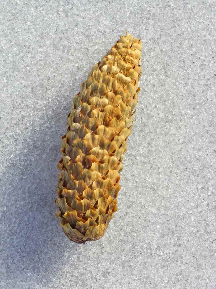 4 Most Common Spruce Trees of Michigan Owlcation