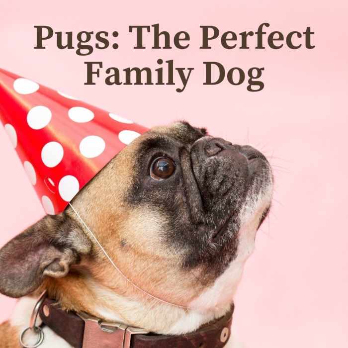 Why Pugs Are the Perfect Family Pet PetHelpful