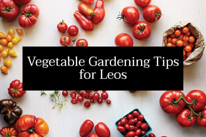 Leos should look to grow foods that are colorful, especially red, orange, and yellow fruits and veggies. Leos also love spices and hot peppers.