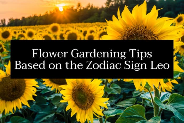 A happy Leo garden includes an array of flowers. Sunflowers and marigolds will help give the yard some happiness and boisterousness. Leo likes flowers that are big, loud, colorful, and spark joy.
