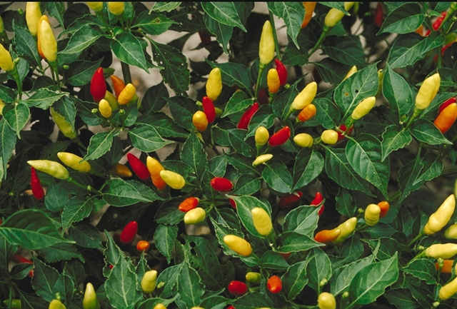 Tabasco peppers are quite harmless as long as they remain unpicked.