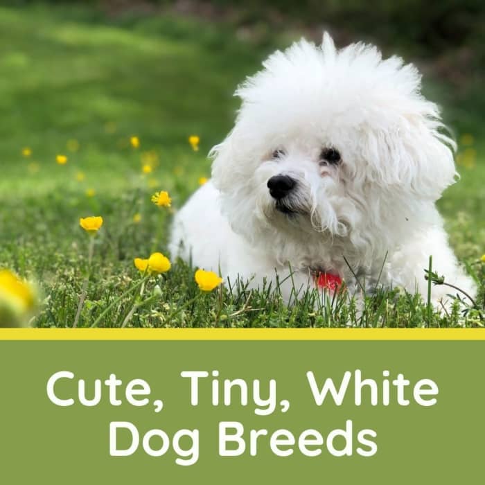 5 Really Cute, Small, White Dog Breeds - PetHelpful