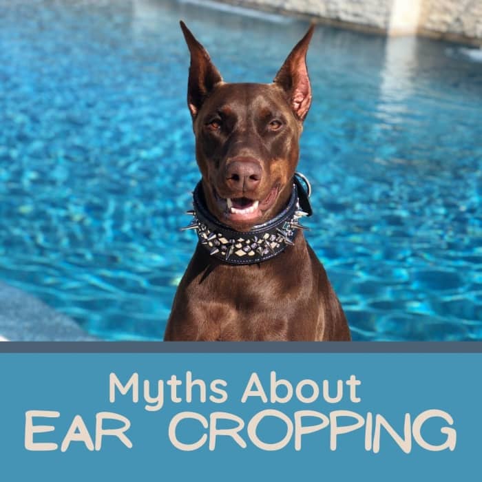 Nine Myths About Dog Ear Cropping - PetHelpful