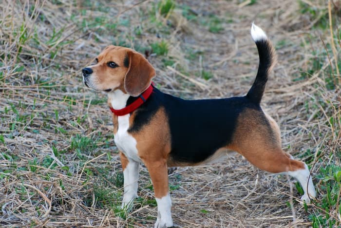 A dog's tail has many functions, such as helping them communicate with other dogs and maintain their balance.