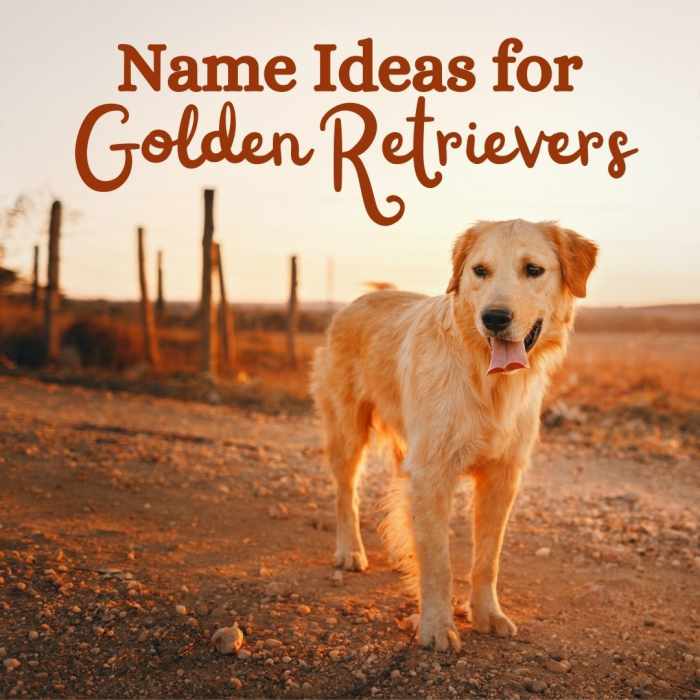 60+ Names for Golden Retrievers PetHelpful