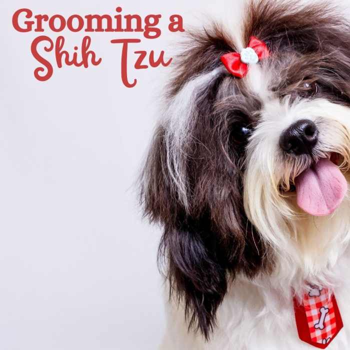 Grooming Your Shih Tzu Keeping Your Dog Clean PetHelpful