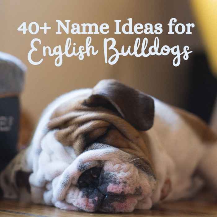 40+ Great Names for English Bulldogs PetHelpful