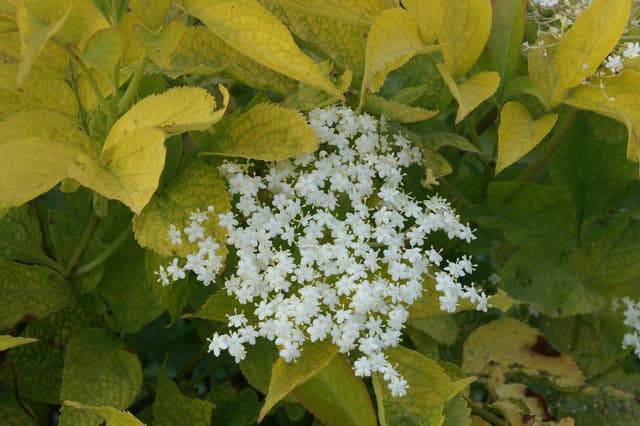 These beautifully fragrant elderflowers can be made into fritters.
