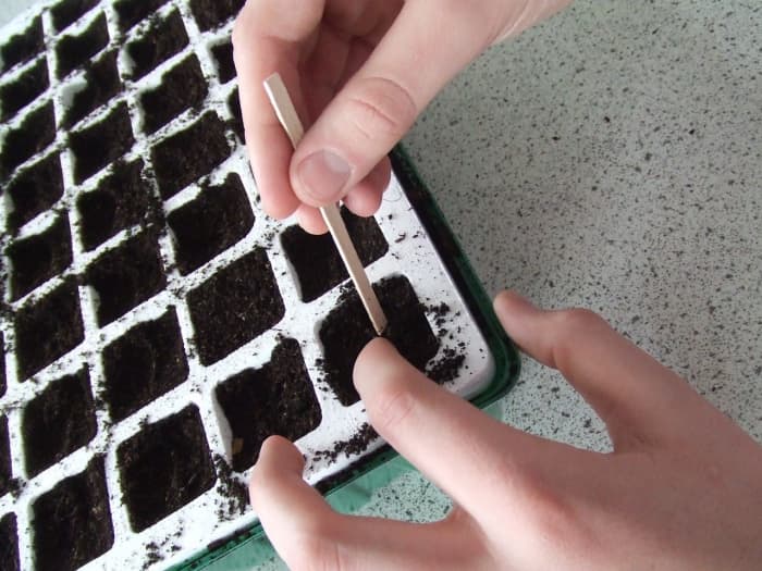 Planting seeds can be a great Beltane activity to do with children.