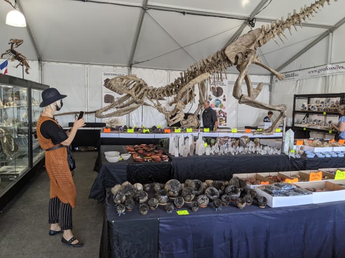 My wife taking a picture of a small dinosaur skeleton at a booth selling fossils