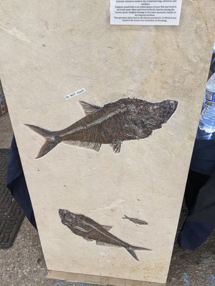 Fossils of three ancient fish. Large one is an ancestor of today's sardines & herrings. Two smaller ones are extinct ancient North American freshwater fish. Don't know if the 3 were embodied in the same sandstone or were mounted in plaster.