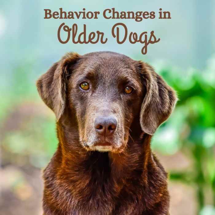 Old Dog Behavior Changes PetHelpful