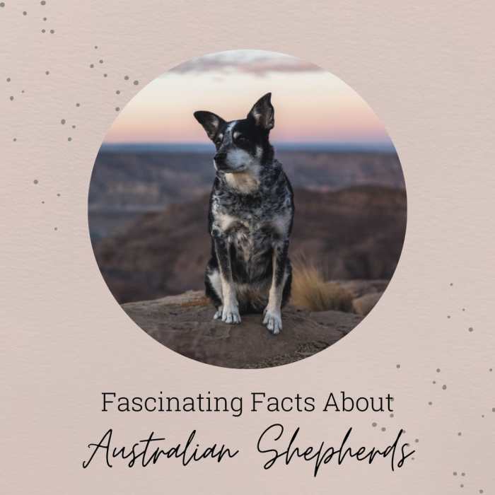 All about the Australian Shepherd breed, including interesting facts you may not know.