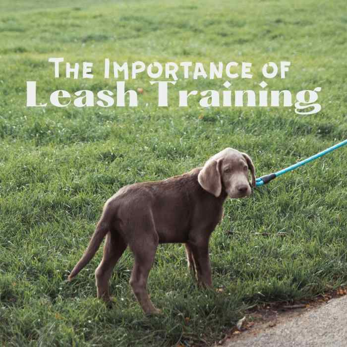 Why Leash Training Is Important HubPages