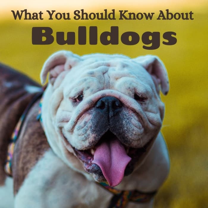 What You Should Know About English, Victorian, and Olde Tyme Bulldogs ...