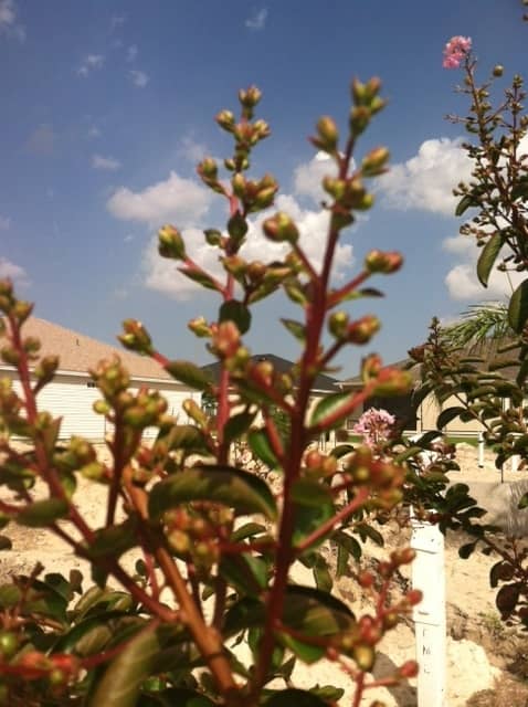 You can see in this photo multiple bloom heads now growing from the cut I made when I removed the spent one.