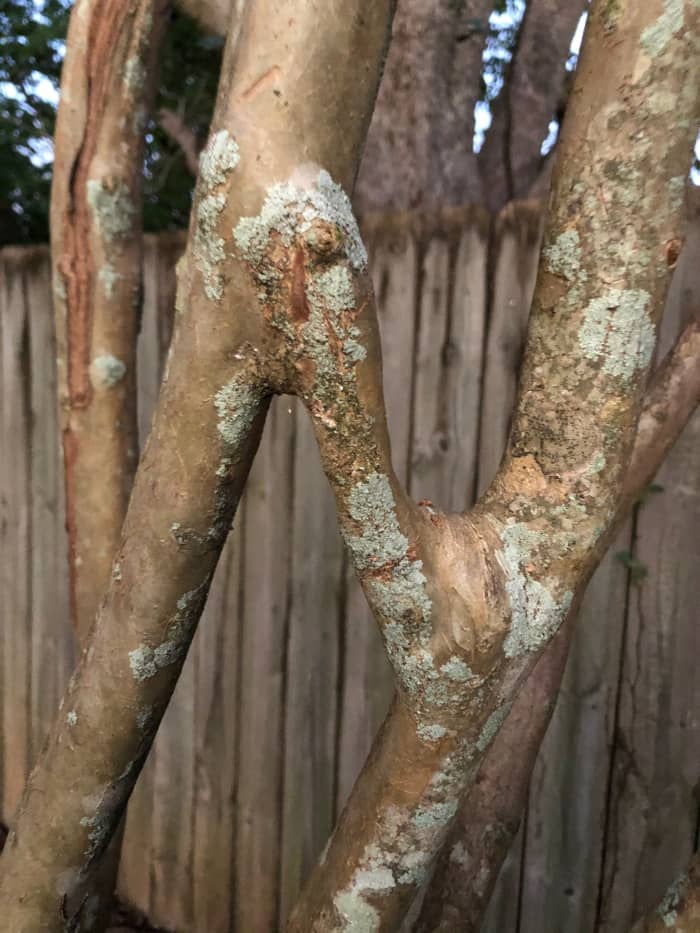 Here you see damage from limbs rubbing together and limbs that have fused together due to rubbing against each other. One has been removed above the fusion point.