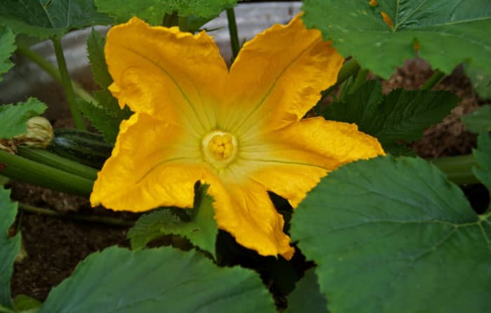 When yellow flowers start emerging from the tiny zucchini buds then the zucchini will start growing fast and it won't be long until you see full grown zucchinis